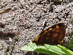 Metisella metis