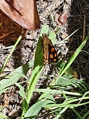 Metisella metis