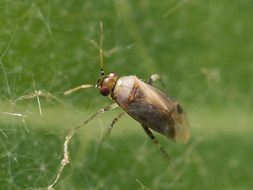 Representative image of Campylomma