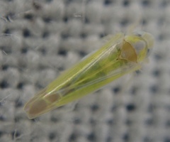 Lindbergina aurovittata