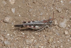 Austroicetes
