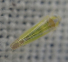 Lindbergina aurovittata