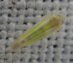 Lindbergina aurovittata