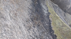 Roccellina hypomecha hypomecha