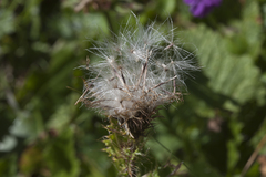 Cirsium simplex