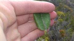 Morella kraussiana