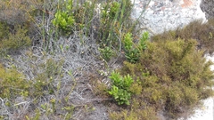 Morella kraussiana