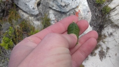 Morella kraussiana