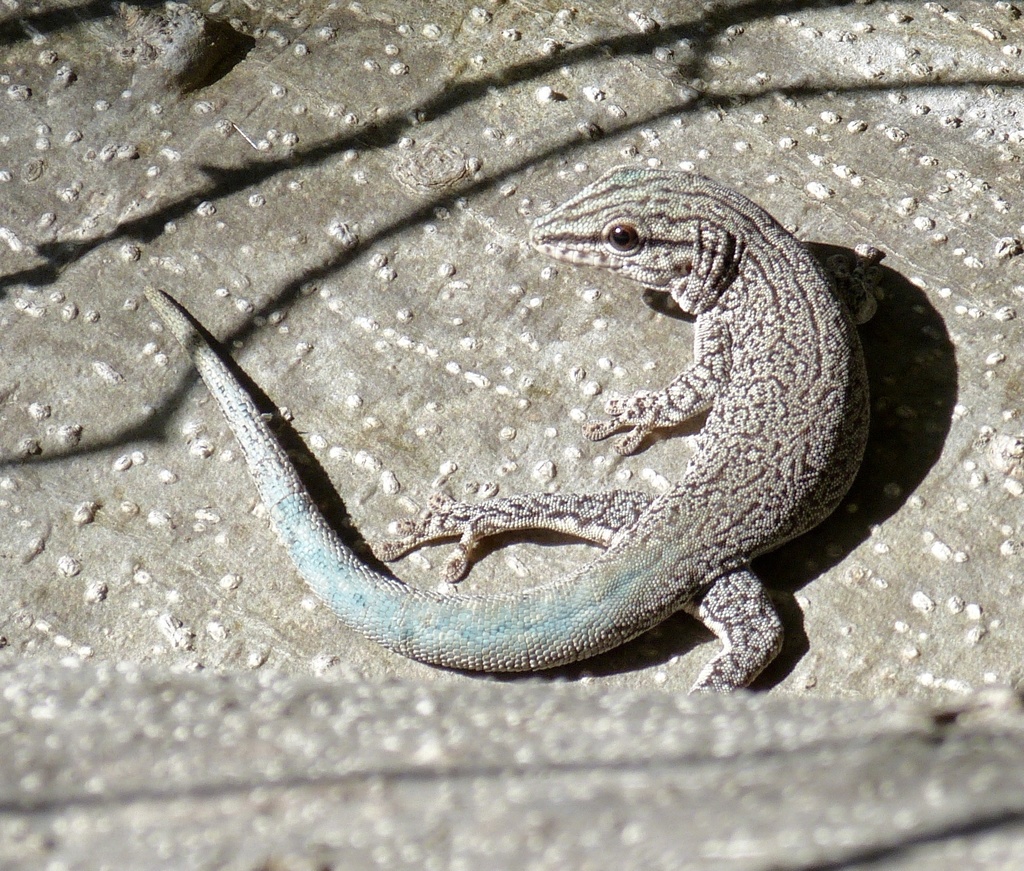 Anja Day Gecko