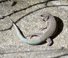 Phelsuma gouldi