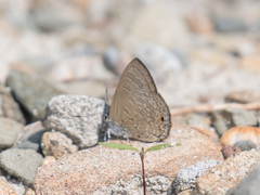 Anthene emolus emolus