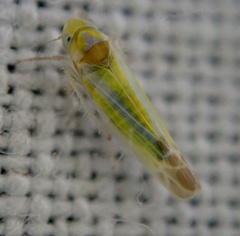 Lindbergina aurovittata
