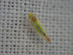 Lindbergina aurovittata