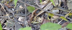Thamnosophis lateralis