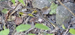 Thamnosophis lateralis