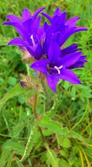 Campanula glomerata farinosa