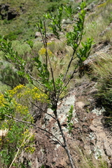 Polemannia simplicior