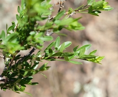 Polemannia simplicior