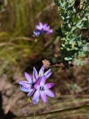 Ixia vinacea
