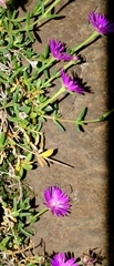 Delosperma monanthemum
