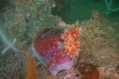 Pseudocolochirus violaceus