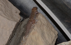 Pachydactylus formosus