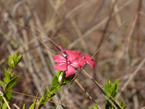 Catharanthus ovalis subsp. grandiflorus image