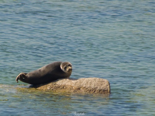 Baikal Seal