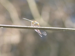Libellulidae