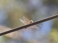 Libellulidae