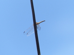 Libellulidae