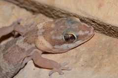 Pachydactylus formosus