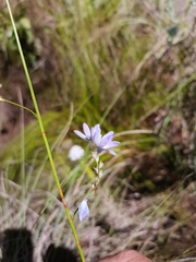 Ixia vinacea
