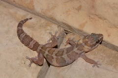 Pachydactylus formosus