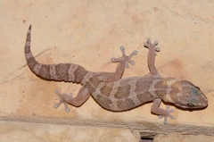 Pachydactylus formosus