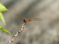 Trithemis annulata