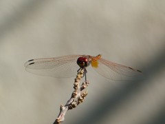Trithemis annulata
