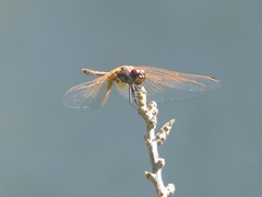 Trithemis annulata