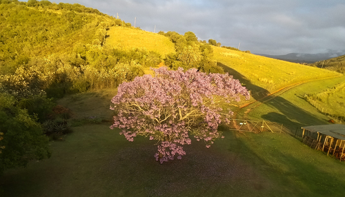 Jacaranda mimosifolia - Whole tree