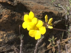 Pachypodium gracilius image