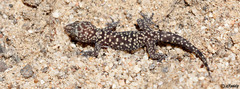 Pachydactylus maraisi