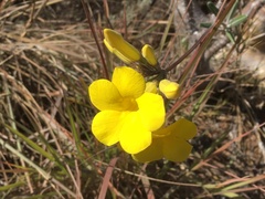 Pachypodium gracilius image