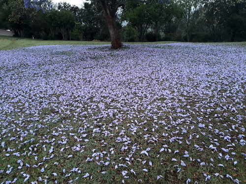 Jacaranda mimosifolia - Flowers