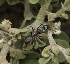 Camponotus fergusoni