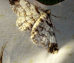 Cleora alienaria