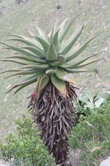 Aloe ferox