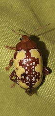 Podontia congregata