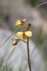 Eulophia tuberculata