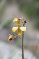 Eulophia tuberculata