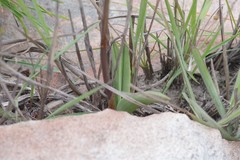 Eulophia tuberculata